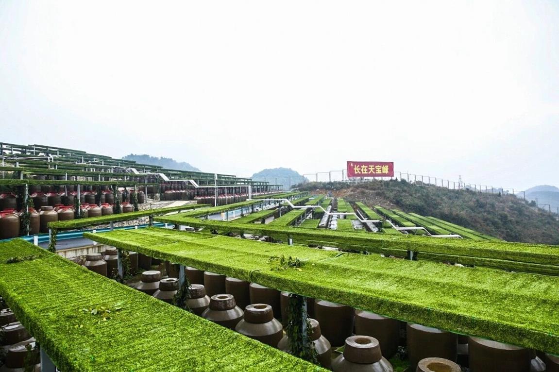 QQ圖片20190917154506